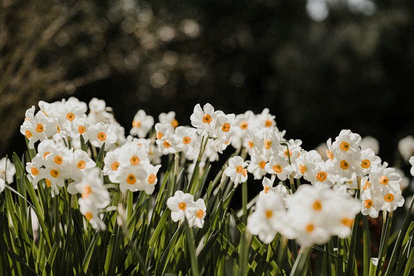 Daffodils