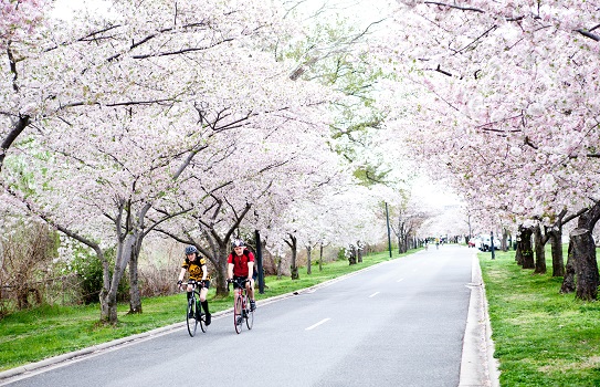 bicycle riders on street with cherry blossom trees